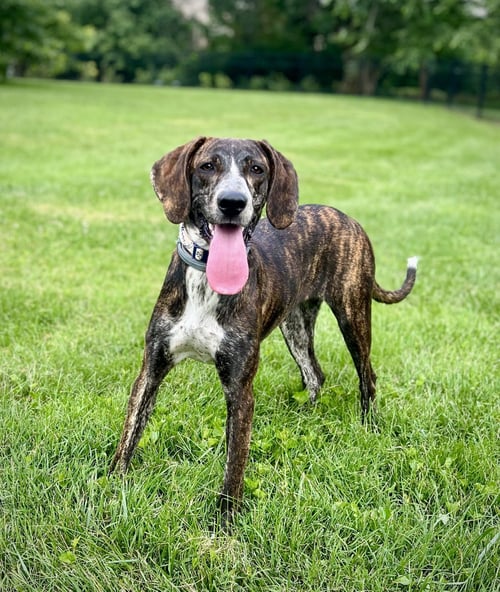 SWEET  CAROLINE - Bluetick Coonhound available for adoption