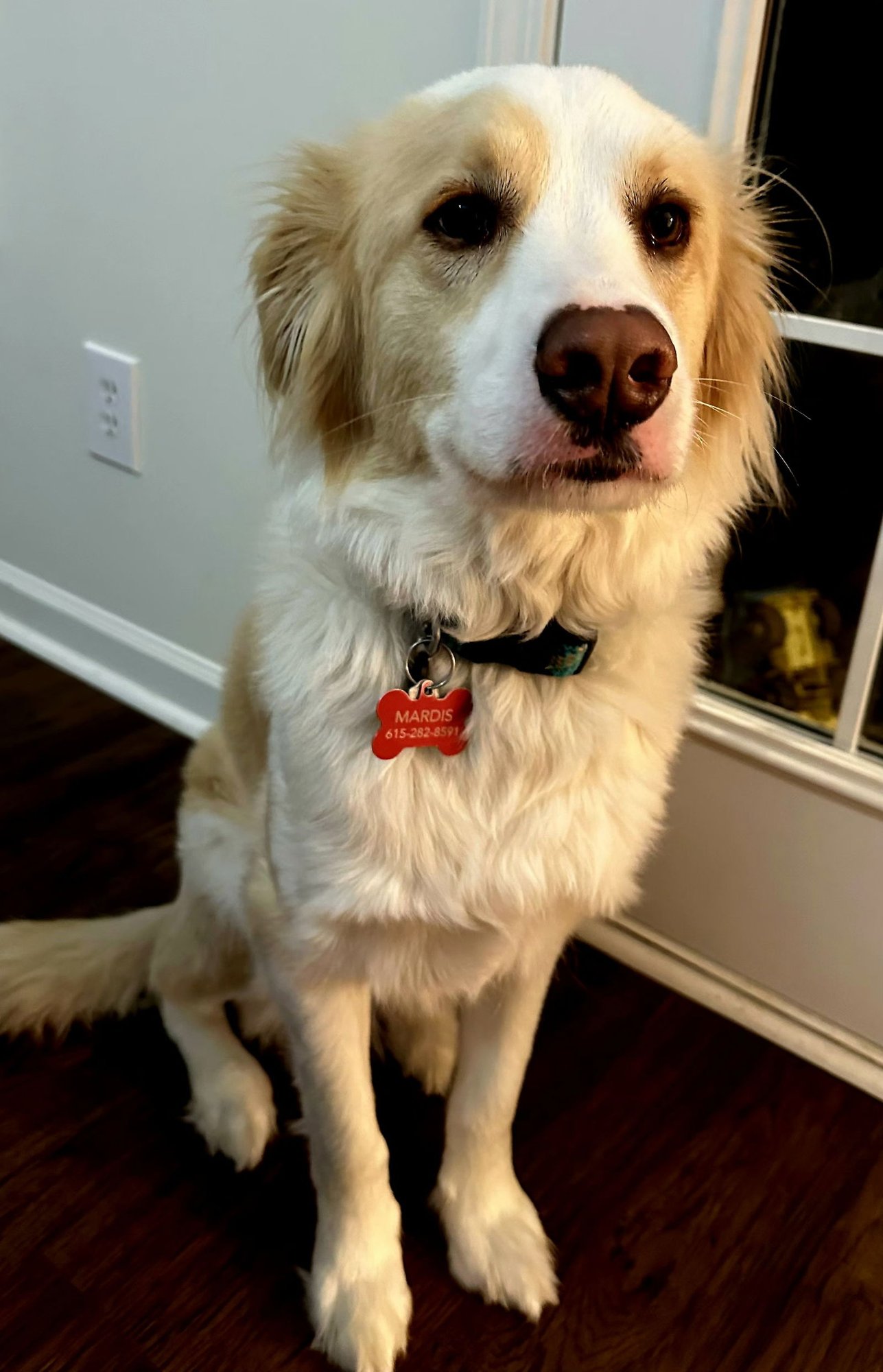 OTIS  PEACE & JOY - Australian Shepherd available for adoption