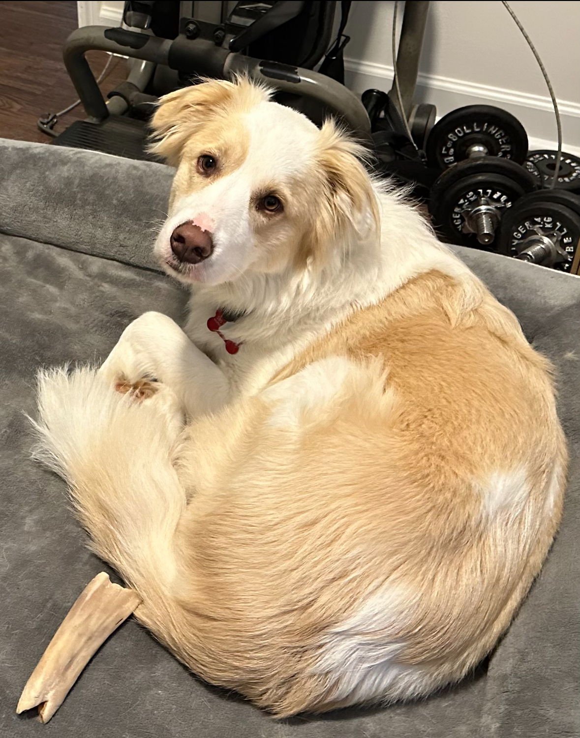 OTIS  PEACE & JOY - Australian Shepherd available for adoption