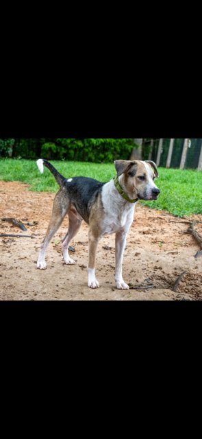 MAX - Hound available for adoption