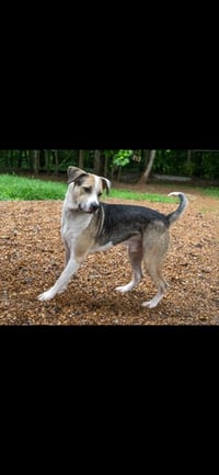 MAX - Photo 3
