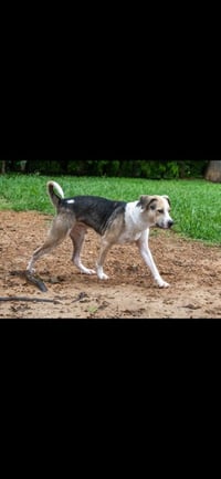 MAX - Photo 4