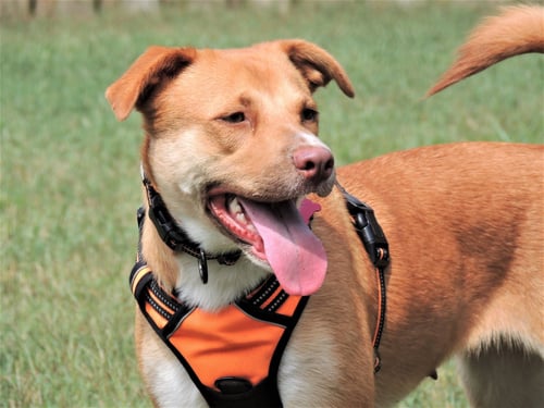 BRISTOL - Yellow Labrador Retriever available for adoption