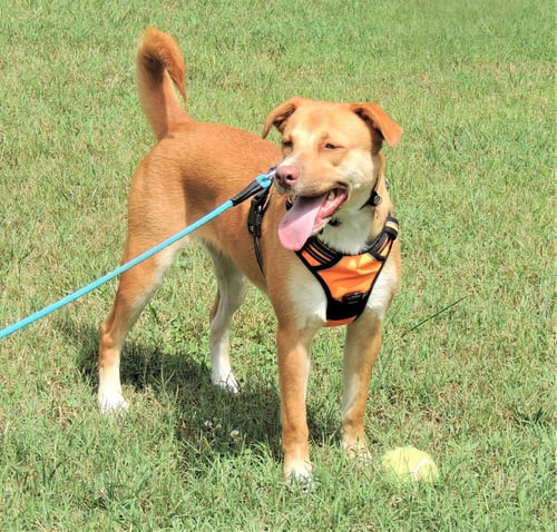 BRISTOL - Yellow Labrador Retriever available for adoption