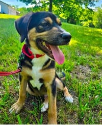 PUPPY WYATT - Photo 3