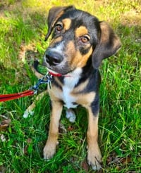 PUPPY WYATT - Photo 4