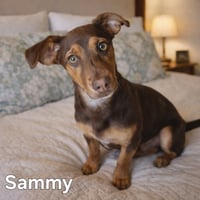 PUPPY SAMMY BOY - Photo 1