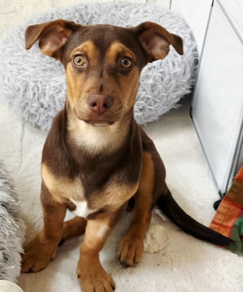 PUPPY SAMMY BOY - Dachshund available for adoption
