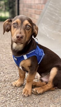 PUPPY SAMMY BOY - Photo 3