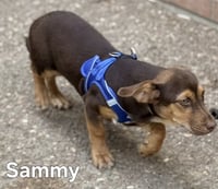 PUPPY SAMMY BOY - Photo 4