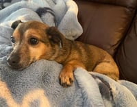 LIL BUDDY - Photo 1