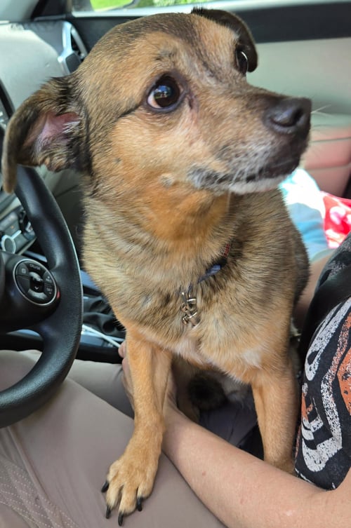 LIL BUDDY - Chihuahua available for adoption