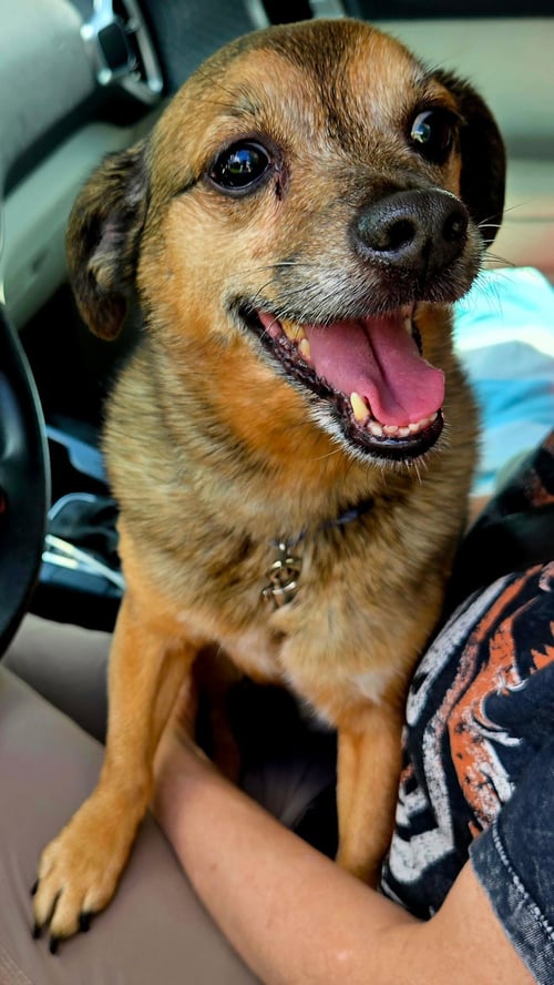 LIL BUDDY - Chihuahua available for adoption