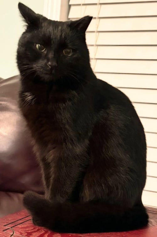 MARY - Domestic Short Hair available for adoption