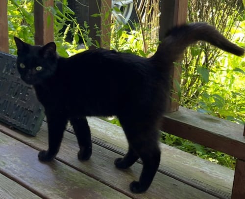 MARY - Domestic Short Hair available for adoption