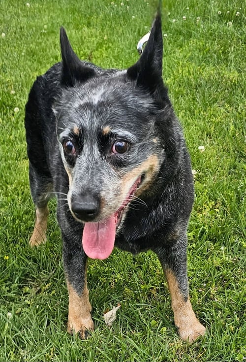 BLUE SASSY - Australian Cattle Dog/Blue Heeler available for adoption