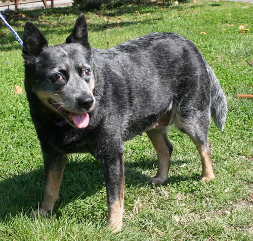 BLUE SASSY - Australian Cattle Dog/Blue Heeler available for adoption