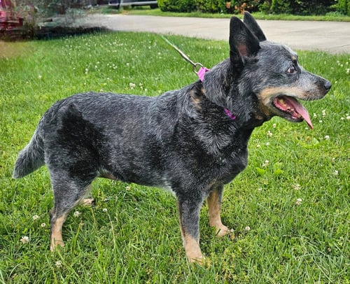 BLUE SASSY - Australian Cattle Dog/Blue Heeler available for adoption