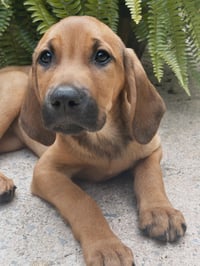 PUPPY TAYLOR - Photo 3