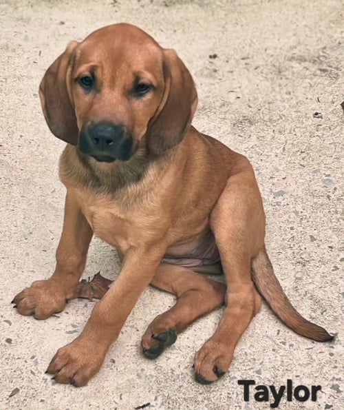 PUPPY TAYLOR - Redbone Coonhound / Labrador Retriever available for adoption