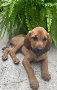 PUPPY TAYLOR - Photo 4