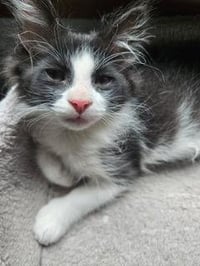KITTEN BENJI MOON - Photo 3