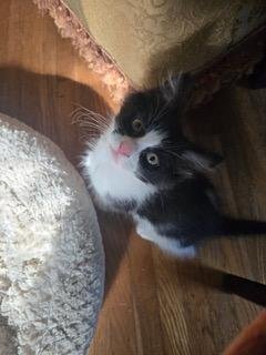 KITTEN BENJI MOON - Tuxedo available for adoption