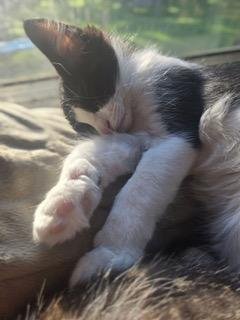 KITTEN BENJI MOON - Tuxedo available for adoption