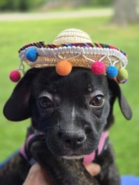 PUPPY GIDGET - Photo 1