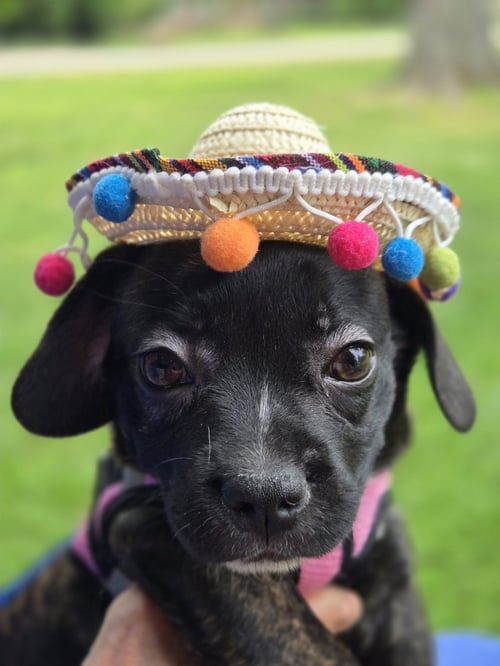 PUPPY GIDGET - Boston Terrier available for adoption