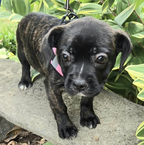 PUPPY GIDGET - Boston Terrier available for adoption