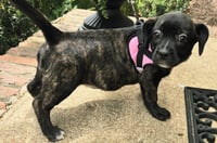 PUPPY GIDGET - Photo 3