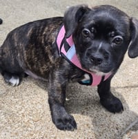 PUPPY GIDGET - Photo 4