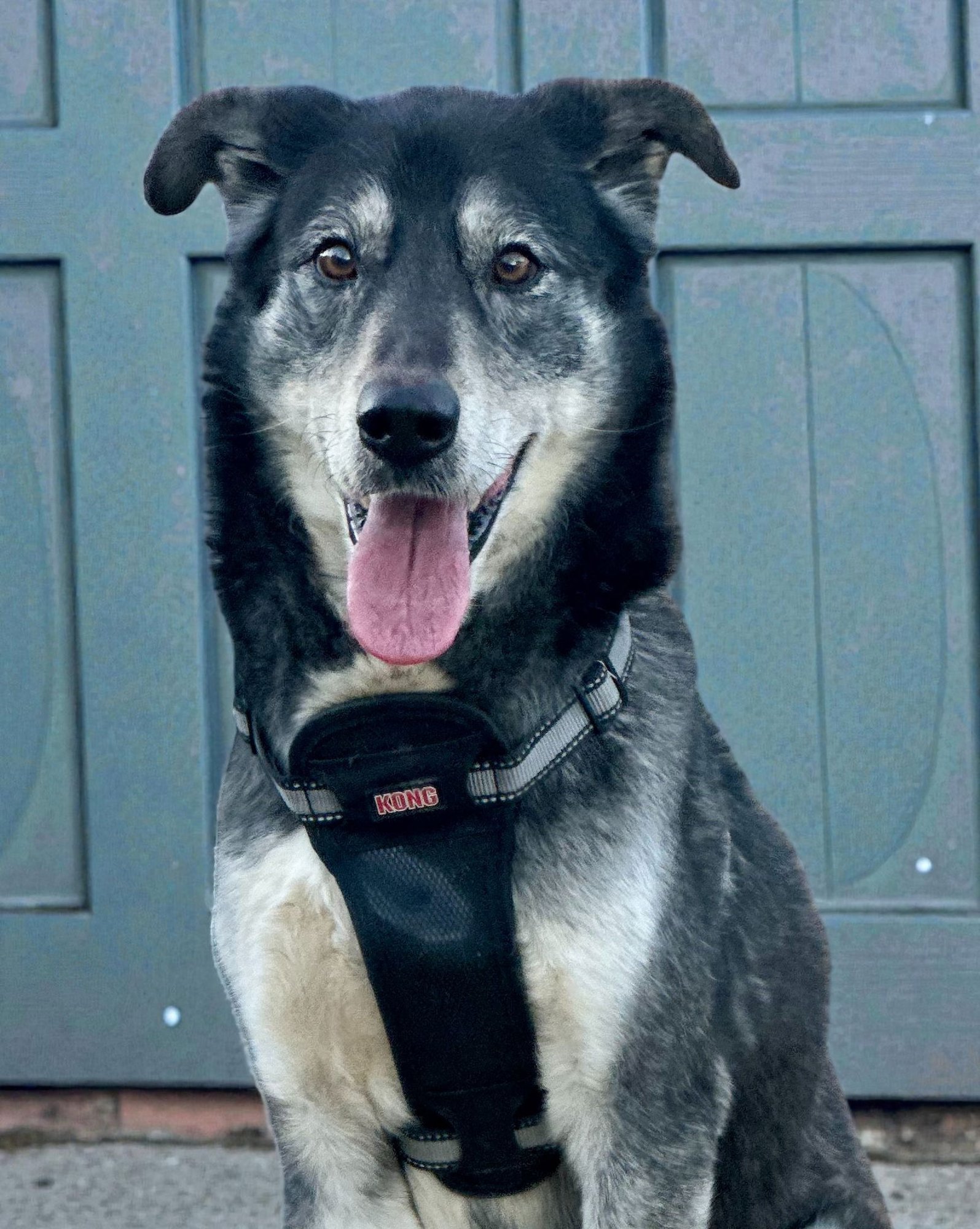 FEN - Husky / Labrador Retriever available for adoption