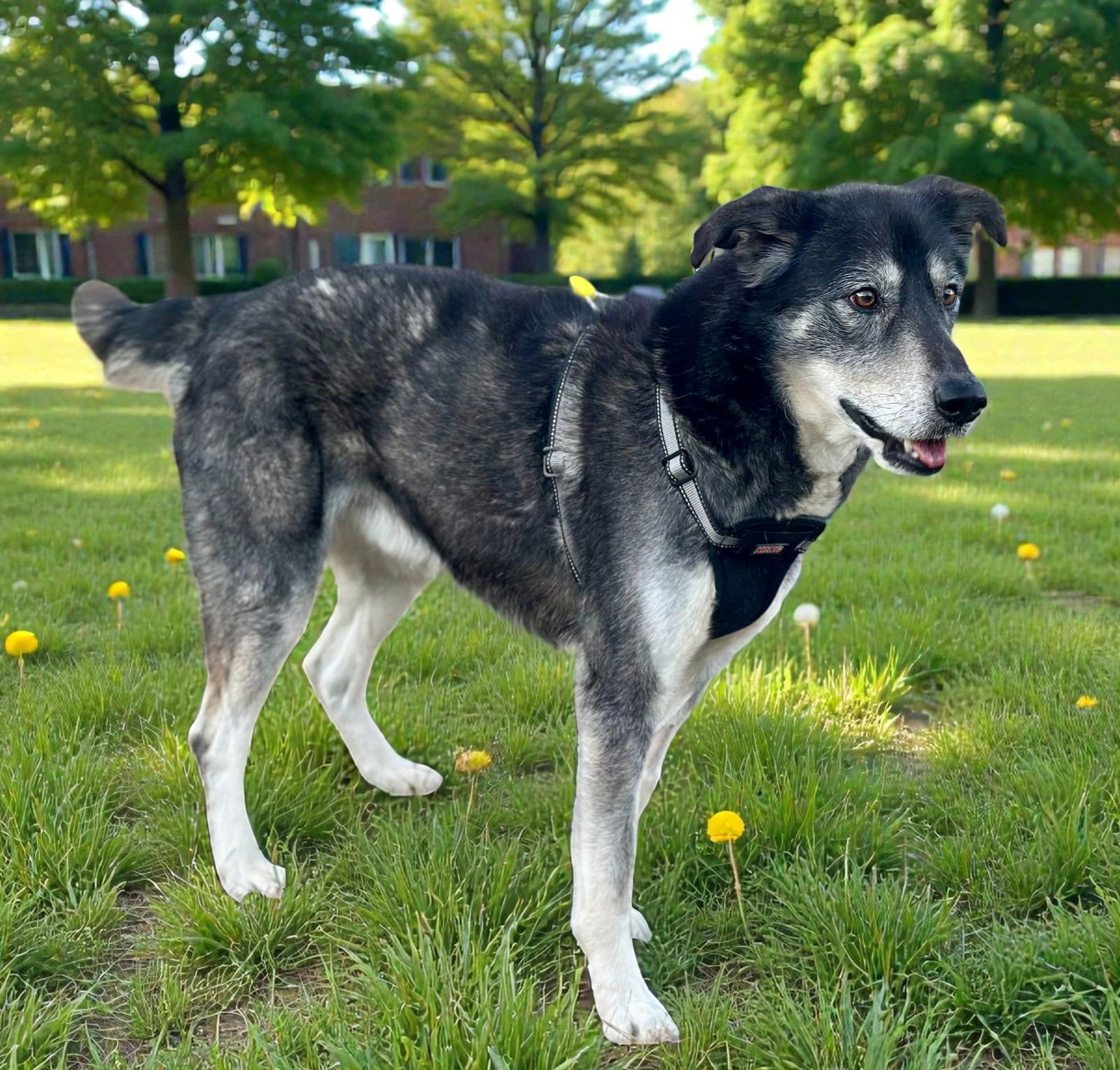 FEN - Husky / Labrador Retriever available for adoption