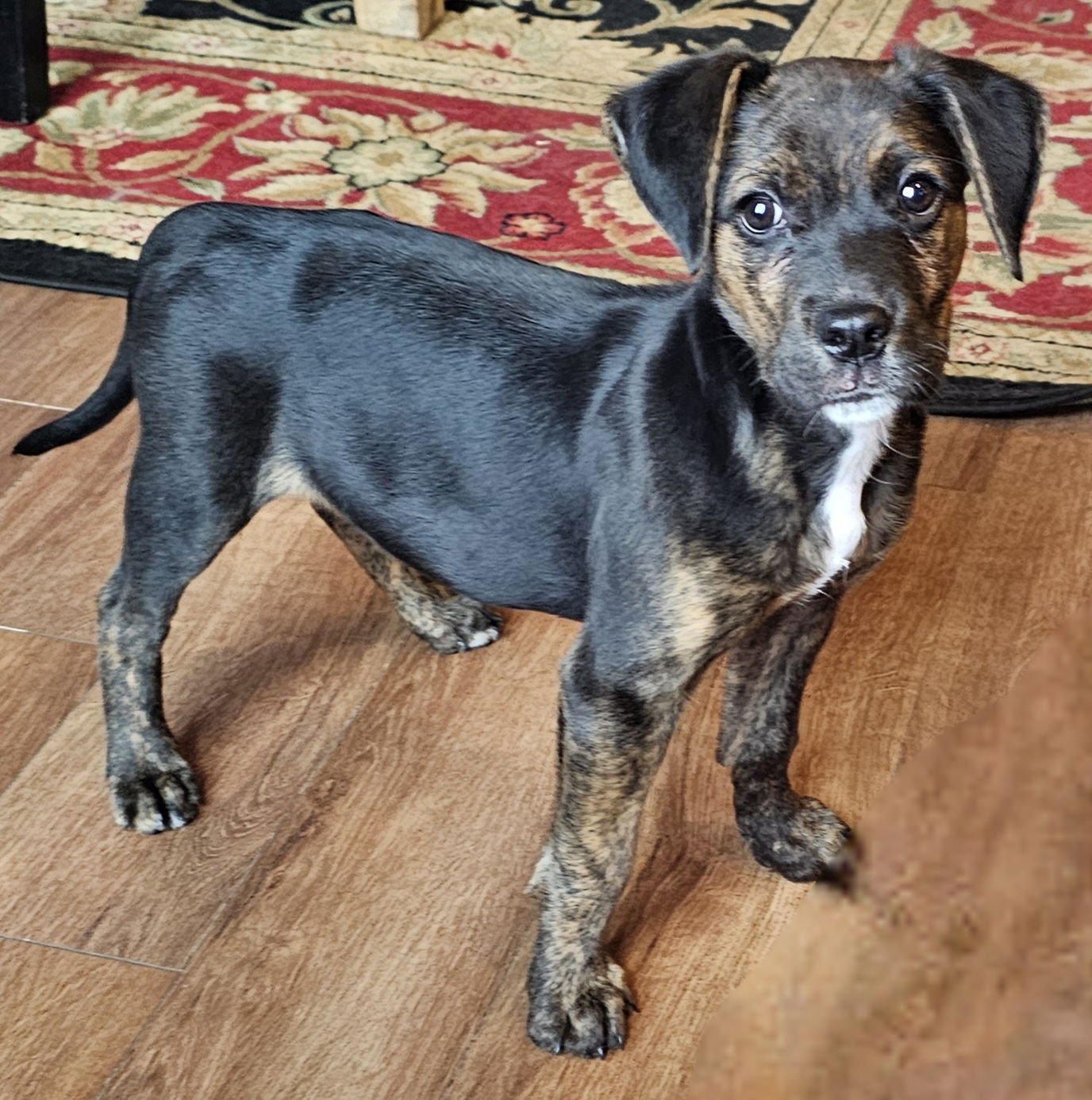 PUPPY ARCH - Mountain Cur / Beagle available for adoption