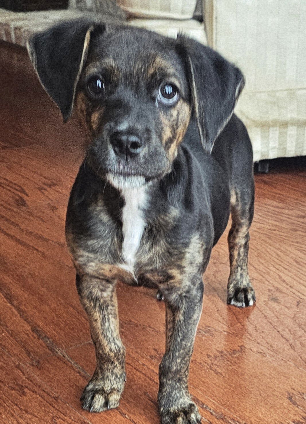 PUPPY ARCH - Photo 4
