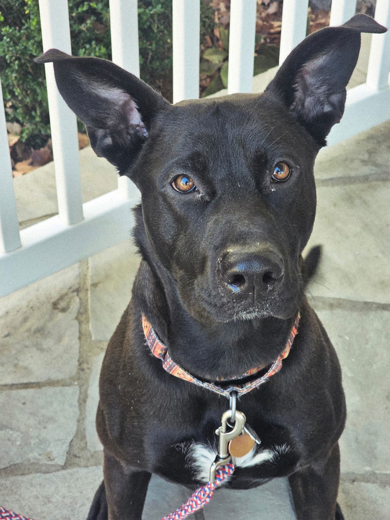 THOR - Great Dane / Labrador Retriever available for adoption