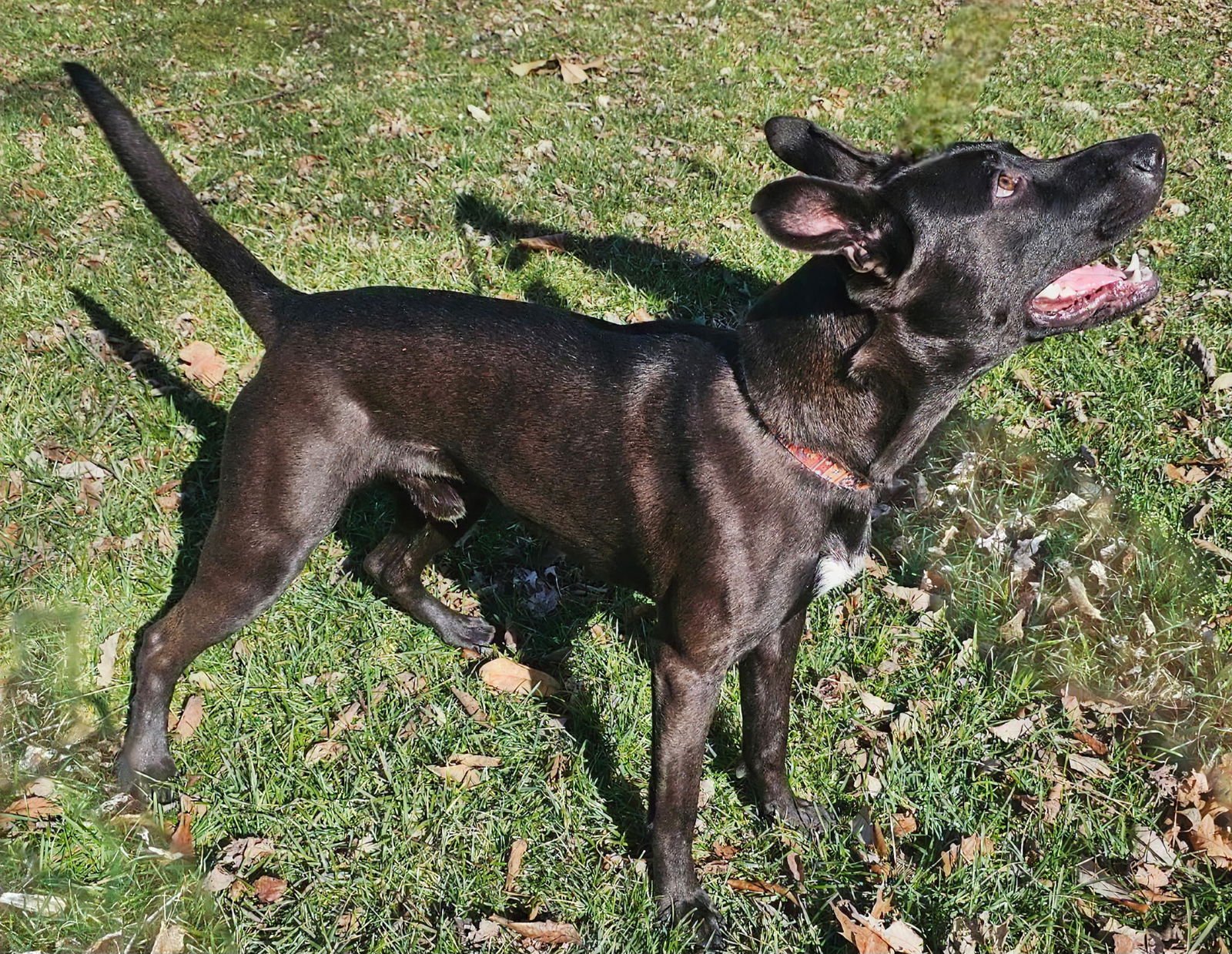 THOR - Photo 4