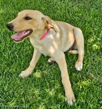 PUPPY GRACE - Photo 4