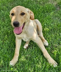 PUPPY GRACE - Photo 3
