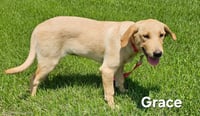 PUPPY GRACE - Photo 2