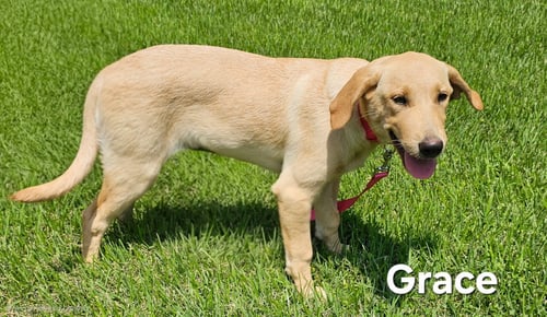 PUPPY GRACE - Yellow Labrador Retriever available for adoption