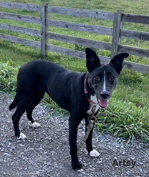 ARTSY MARCY - Border Collie available for adoption