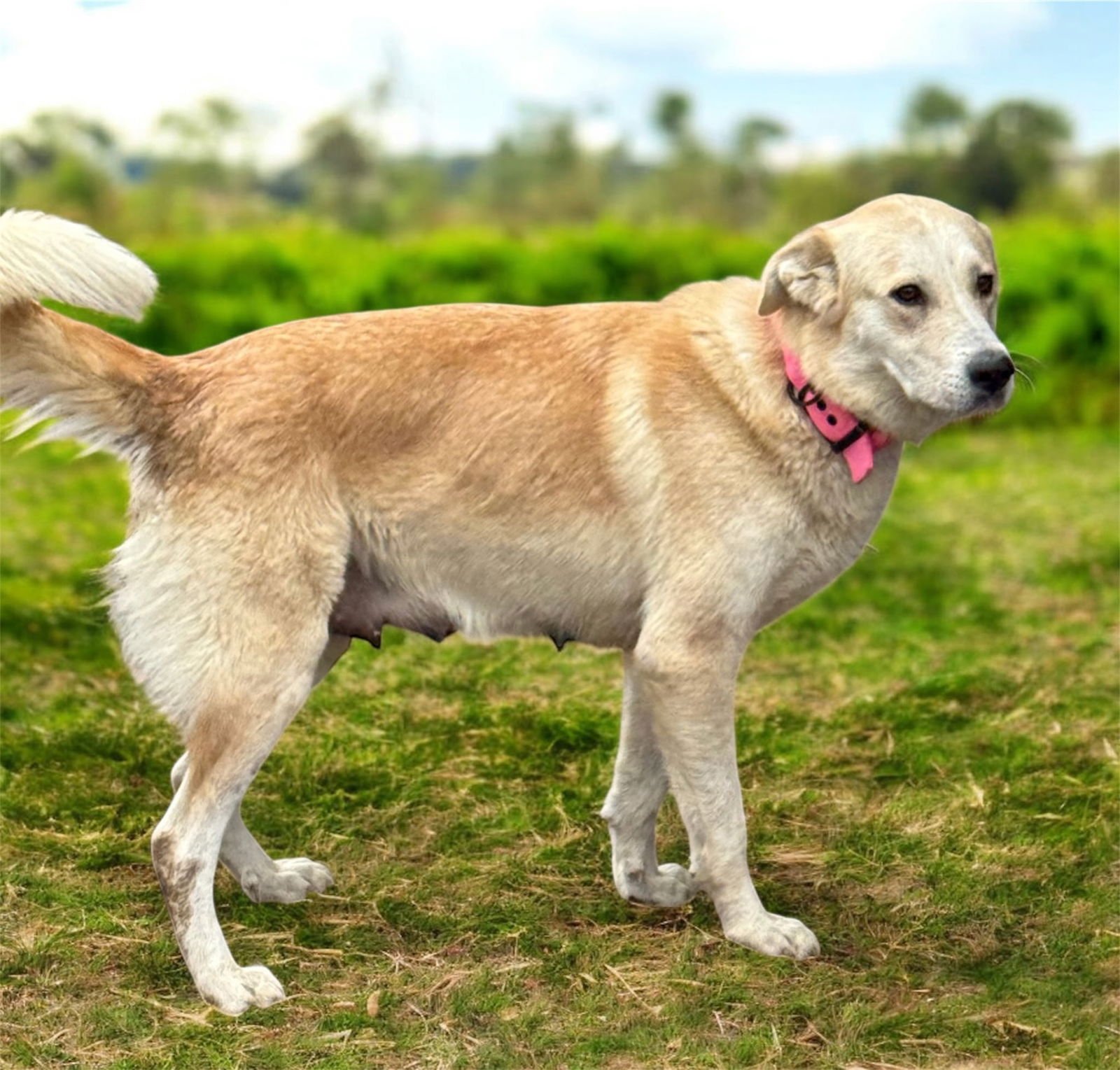 MISHKA - Labrador Retriever available for adoption