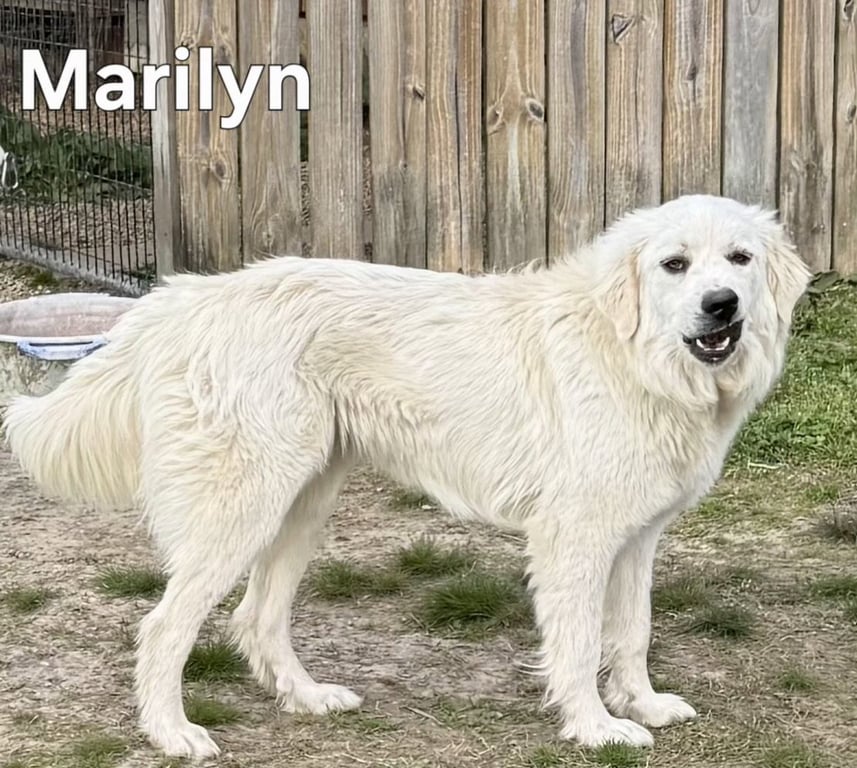 MARILYN Image