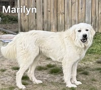 MARILYN - Photo 1