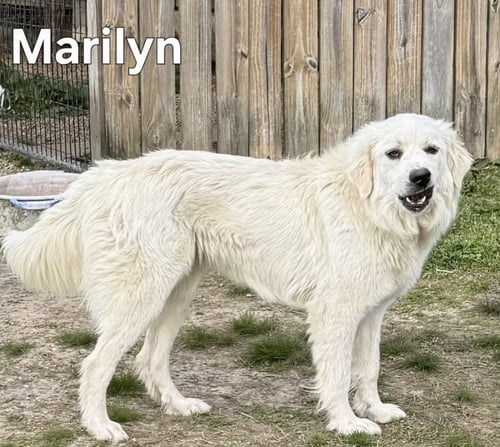 MARILYN - Great Pyrenees available for adoption
