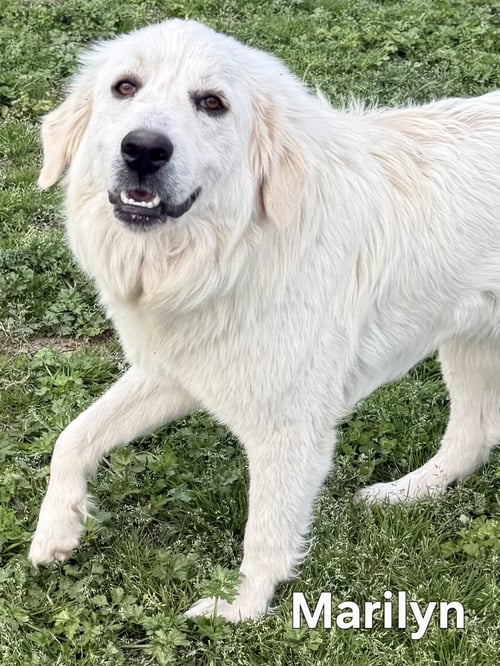 MARILYN - Great Pyrenees available for adoption