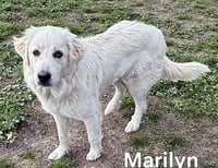 MARILYN - Photo 3